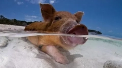 Top-10: fapte interesante despre porci